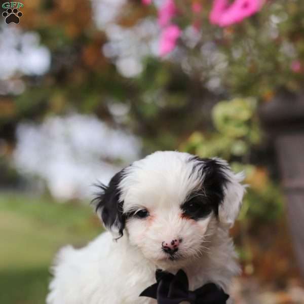 Dylan, Yorkie Poo Puppy